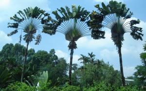 Jungle Palm Trees wallpaper thumb
