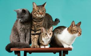 Four cats, desk, green background wallpaper thumb