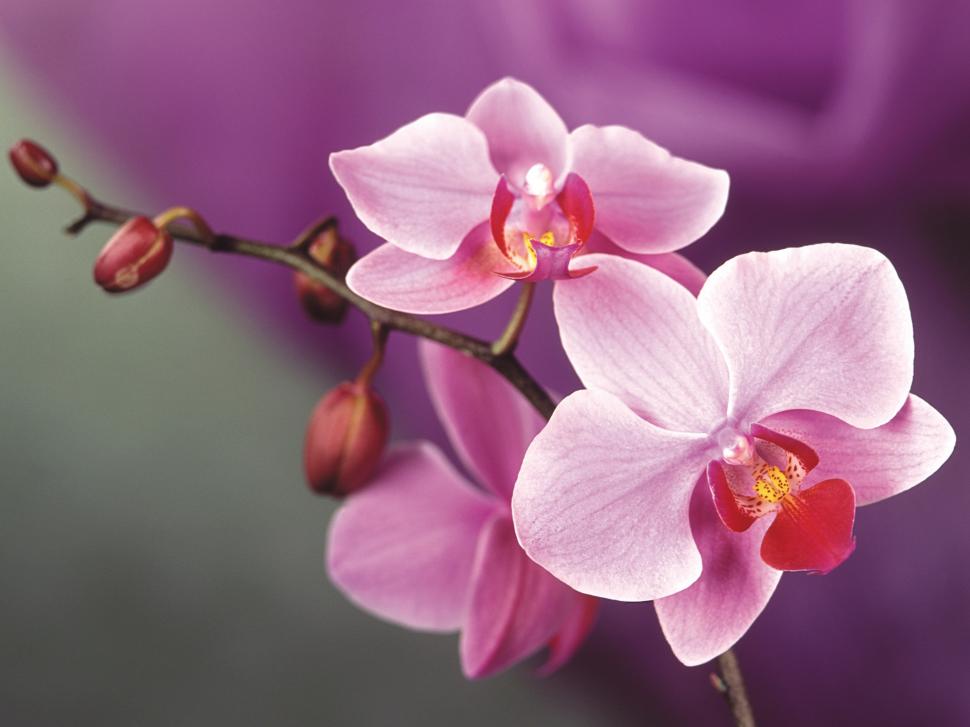 Pink orchid flowers wallpaper,Pink HD wallpaper,Orchid HD wallpaper,Flowers HD wallpaper,1920x1440 wallpaper