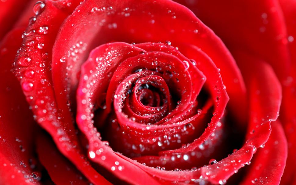 Water Drops on Red Rose wallpaper,water HD wallpaper,rose HD wallpaper,drops HD wallpaper,1920x1200 wallpaper