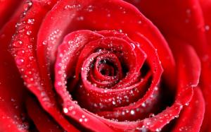 Water Drops on Red Rose wallpaper thumb