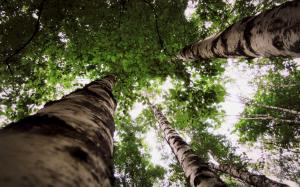 Birch forest, trees, leaves, look up wallpaper thumb