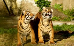 Tigers Cubs  HD wallpaper thumb
