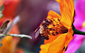 Bee in flower wallpaper thumb