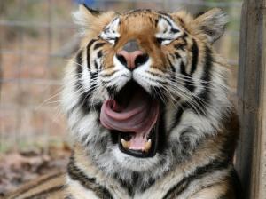 tiger big cat sleep HD wallpaper thumb