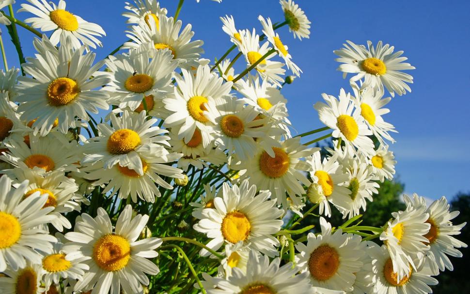 White petals daisies, summer sun wallpaper,White HD wallpaper,Petals HD wallpaper,Daisies HD wallpaper,Summer HD wallpaper,Sun HD wallpaper,2560x1600 wallpaper
