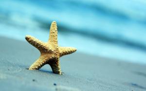 Starfish Sand Beach Summer wallpaper thumb