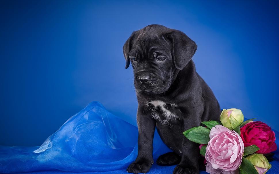 Black puppy, flowers, blue background wallpaper,Black HD wallpaper,Puppy HD wallpaper,Flowers HD wallpaper,Blue HD wallpaper,Background HD wallpaper,2880x1800 wallpaper