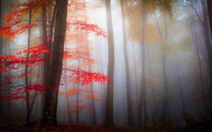 Nature, Landscape, Mist, Forest, Fall, Morning wallpaper thumb