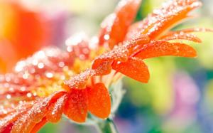 Orange gerbera flower petals, water drops, macro photography wallpaper thumb