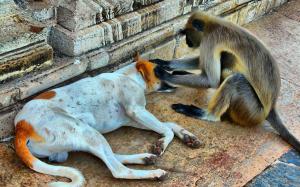 Funny monkey and dog wallpaper thumb