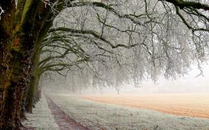 Winter trees, white snow, ice, road, fields wallpaper thumb