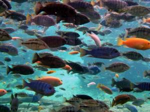 Scuba Diving Diver Ocean Sea Underwater Fish 1080p wallpaper thumb