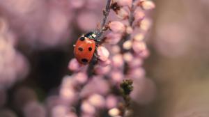 *** Ladybug On Flowers *** wallpaper thumb