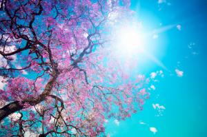 Beautiful tree blossom wallpaper thumb