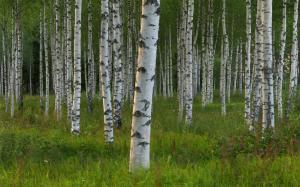 Birch Trees, Forest, Grass, Nature wallpaper thumb