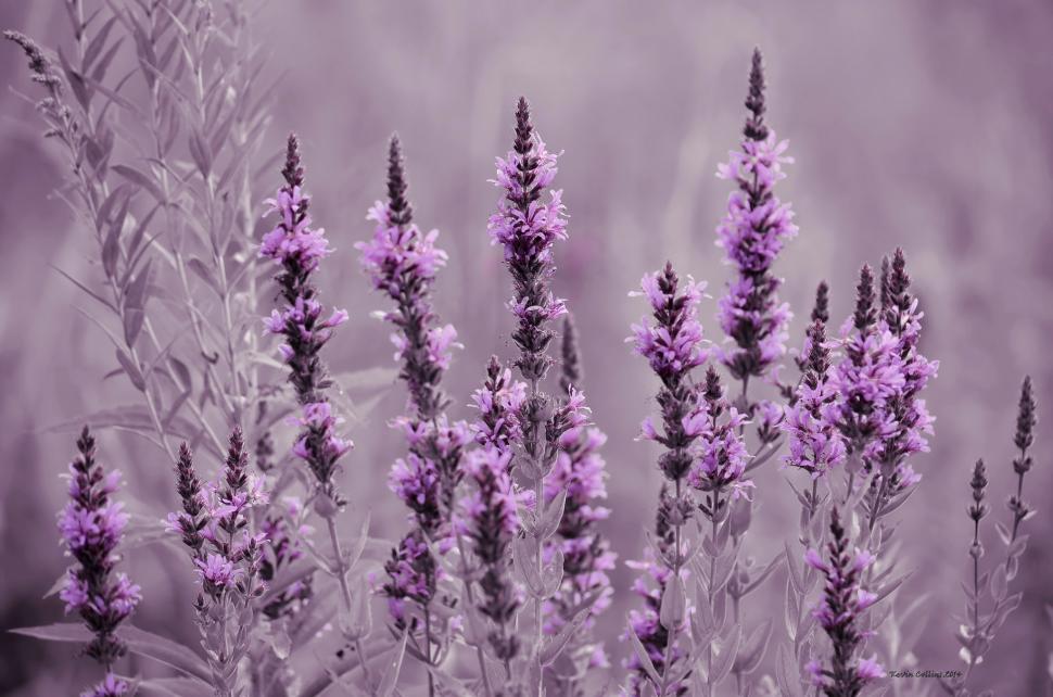Lavender flowers wallpaper,field HD wallpaper,meadow HD wallpaper,flowers HD wallpaper,lavender HD wallpaper,2048x1356 wallpaper