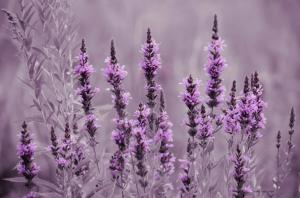 Lavender flowers wallpaper thumb