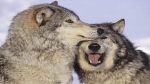 Playful Wolves Pair wallpaper thumb