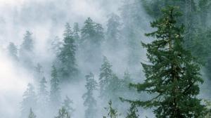 Foggy fir forest wallpaper thumb