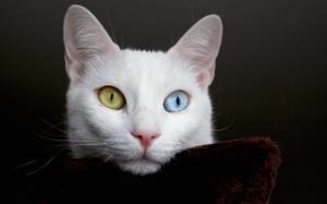 Amazing Kitten Eyes wallpaper thumb