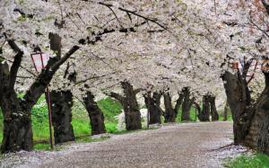 Cherry Blossom Trees Road Path Trail HD wallpaper thumb