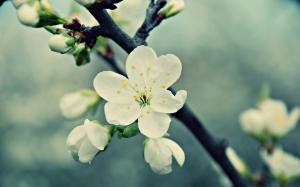 White cherry flowers, spring, bloom, petals wallpaper thumb