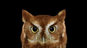 Owl, Photography, Bird wallpaper thumb