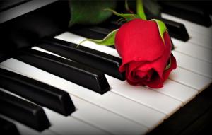 A Rose On The Piano Keys wallpaper thumb