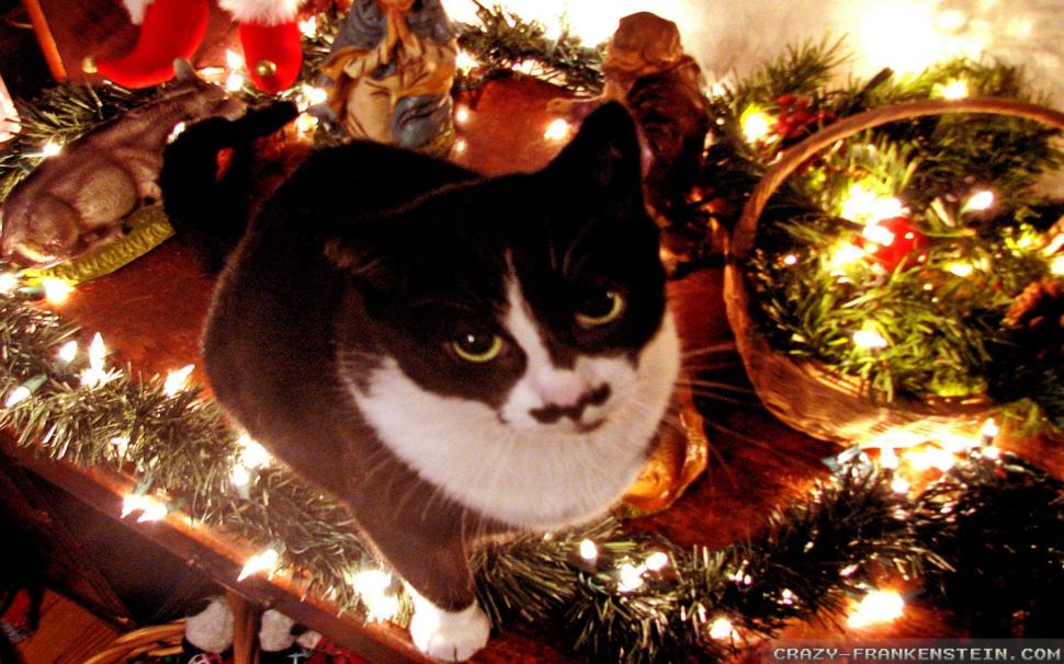 A Cat Under The Tree wallpaper,lights HD wallpaper,feline HD wallpaper,christmas HD wallpaper,animals HD wallpaper,1920x1200 wallpaper