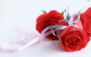 Rose, Flower, Red, Fresh, Love, Ribbon wallpaper thumb