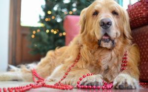 Golden retriever, cute dog, beads wallpaper thumb