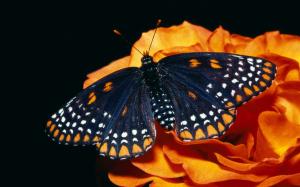 Black butterfly wallpaper thumb