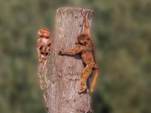 Red monkeys, timber wallpaper thumb
