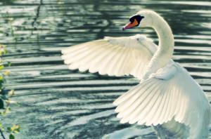 Swan wings white wallpaper thumb