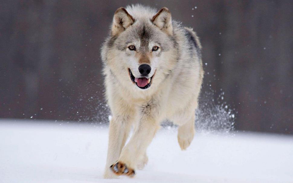 Wolf running in the snow wallpaper,animals HD wallpaper,1920x1200 HD wallpaper,wolf HD wallpaper,1920x1200 wallpaper