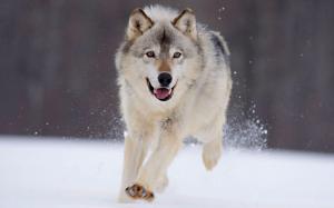 Wolf running in the snow wallpaper thumb