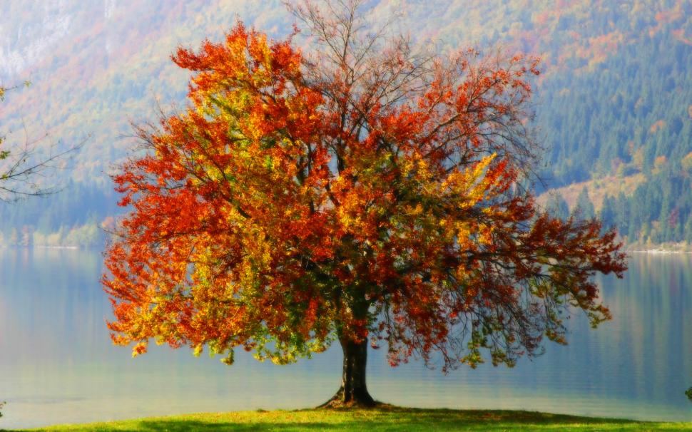 Colorful Autumn Tree wallpaper,tree HD wallpaper,autumn HD wallpaper,colorful HD wallpaper,nature & landscape HD wallpaper,1920x1200 wallpaper