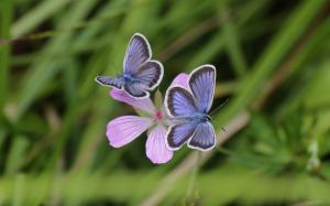 Pink flowers, blue butterfly, bokeh, grass wallpaper thumb