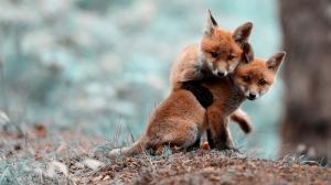 Fox, Animals, Small, Cute, Playing, Coffee Color, Photography, Depth Of Field wallpaper thumb