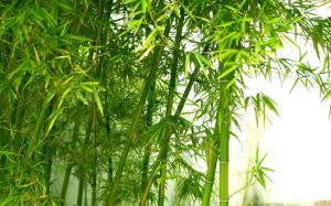 Green fresh bamboo wallpaper thumb