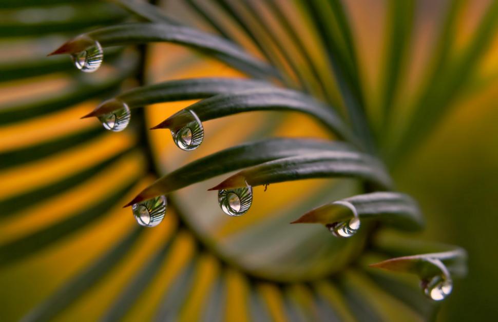 Nature Drop Grass Leaf Garden Green For Mobile wallpaper,drops HD wallpaper,drop HD wallpaper,garden HD wallpaper,grass HD wallpaper,green HD wallpaper,leaf HD wallpaper,mobile HD wallpaper,nature HD wallpaper,2560x1660 wallpaper
