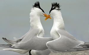 Birds In Love Picture wallpaper thumb