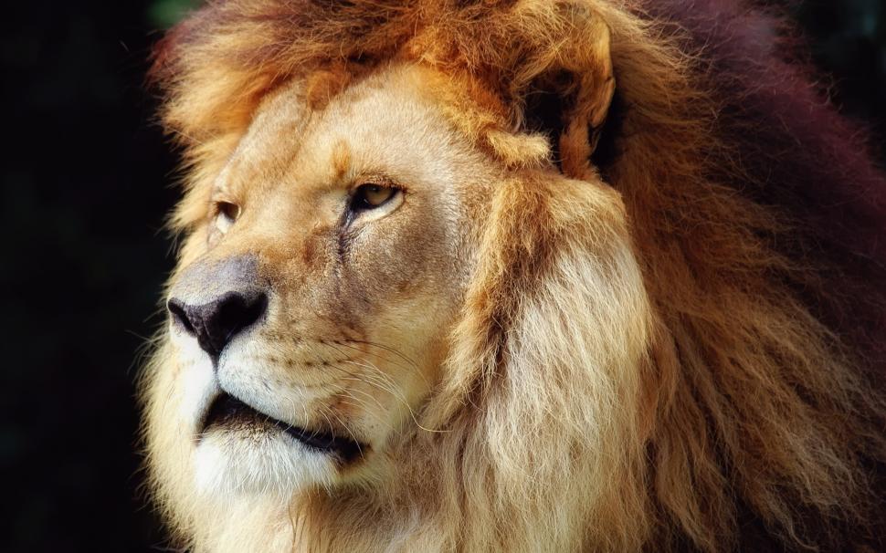 Lion Face wallpaper,lion HD wallpaper,king of savana HD wallpaper,2560x1600 wallpaper
