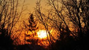 Sunlight Sunset Branches HD wallpaper thumb