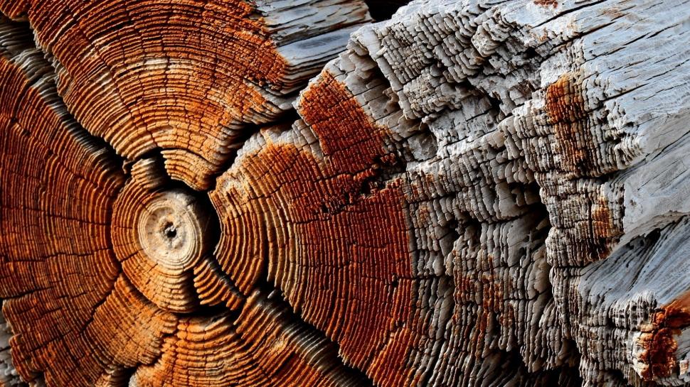 Nature, Wooden Surface, Wood, Texture, Pattern, Trees, Circle, Dry, Dead Trees wallpaper,nature HD wallpaper,wooden surface HD wallpaper,wood HD wallpaper,texture HD wallpaper,pattern HD wallpaper,trees HD wallpaper,circle HD wallpaper,dry HD wallpaper,dead trees HD wallpaper,1920x1080 wallpaper