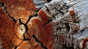Nature, Wooden Surface, Wood, Texture, Pattern, Trees, Circle, Dry, Dead Trees wallpaper thumb