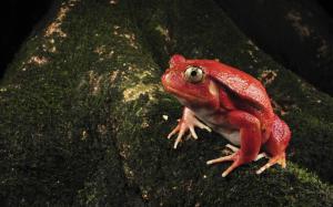 Single Red Frog wallpaper thumb