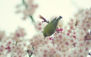 Bird Cherry Blossom Flowers HD wallpaper thumb