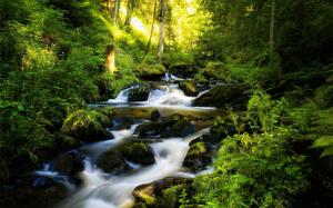 River and Green Forest wallpaper thumb